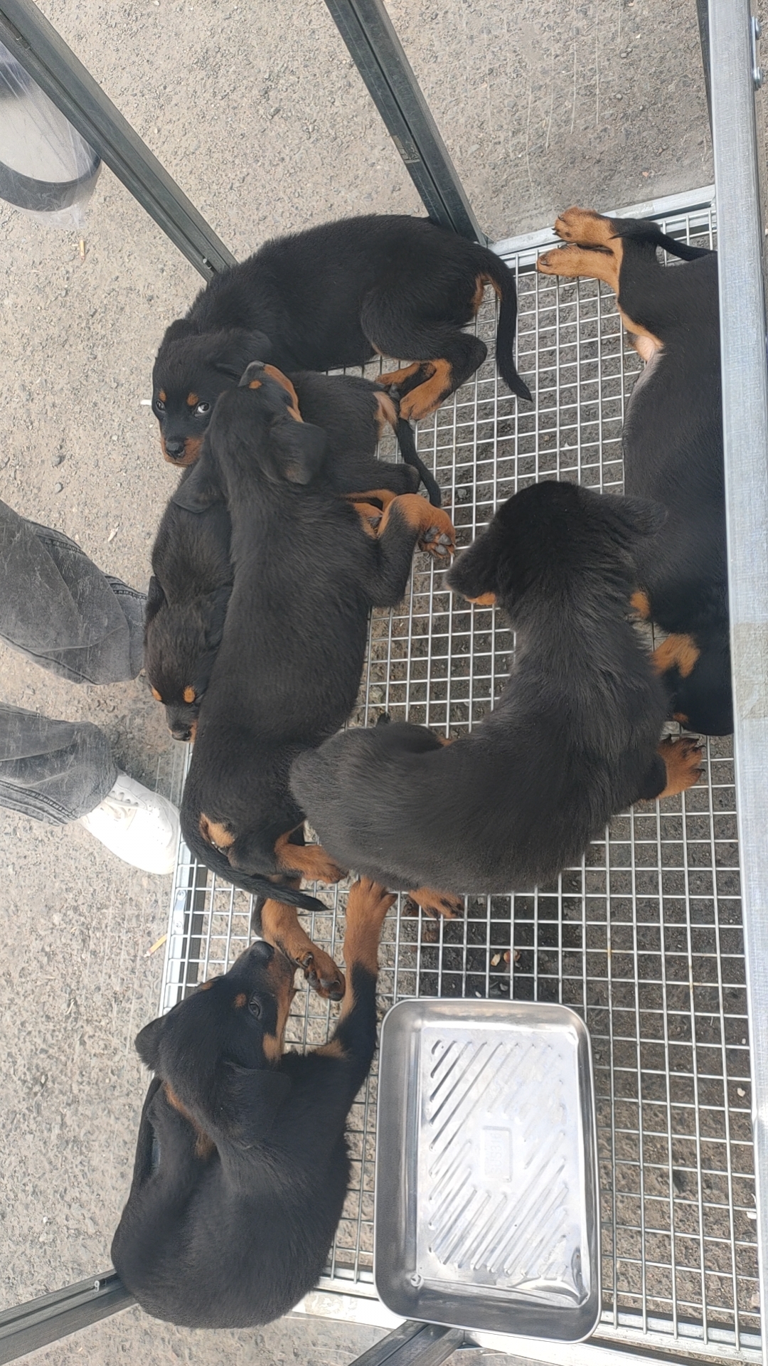 罗威纳幼犬！
